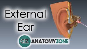 Image result for External Ear
