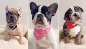 Check spelling or type a new query. Hillsborough Deputies Search For Two Suspects Who Stole Puppies From Tampa Store