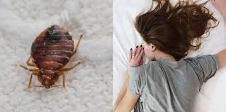 Check spelling or type a new query. Gigitan Kutu Kasur Yang Jarang Disadari Cek Gejalanya Di Sini