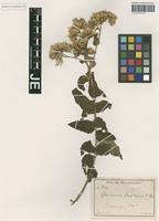 Image result for Vernonia lasiopus