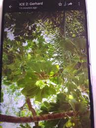 Image result for Heywoodia lucens