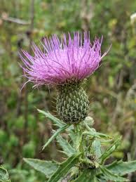 Image result for Cathormion altissimum