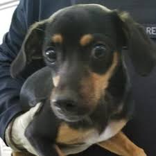 Dachshund Chihuahua Mix Black And Brown Animal Id 35273660 Species Dog Breed Chihuahua Short Coat Mix Age 6 Months 19 Days Gender Female Size Small Color Black Animals Dog Breeds Cute Animals