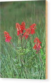 Image result for Erythrina zeyheri