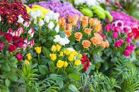 Proponi una nuova soluzione fiori simili alle rose. Piante Da Mettere Vicino Alle Rose Non Sprecare