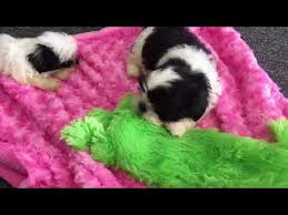 Shih tzu prices fluctuate based on many factors including where you live or how far you are willing to travel. Shih Tzu Puppies For Sale Under 300 Houston 07 2021