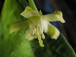 Image result for Aneulophus africanus