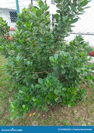 Image result for Clusiaceae