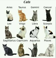 Zodiac As Cat Zodiac Signs Animals Zodiac Signs Zodiac Signs Gemini