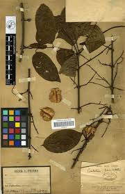 Image result for Combretum paniculatum
