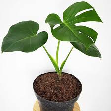 Beli bunga hias hidup berkualitas harga murah august 2021 di tokopedia! Tanaman Hias Kekinian Bunga Hias Hidup Tanaman Hias Kekinian Bunga Indoor Monstera Delicious Shopee Indonesia
