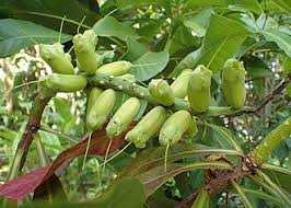 Image result for Barringtonia