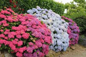 Au Coeur De L Hortensia Nos Idees Et Conseils Hortensia Pepiniere Plante D Ornement