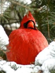 In 1928, illinois schoolchildren selected the cardinal as the state bird of illinois. State Bird Illinois Travel Agency