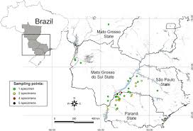 Image result for Urochloa arrecta