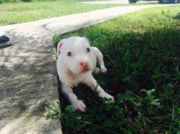 6 Week Black And White Pitbull Puppy My 6 Week Old All White Pitbull Puppy Lexi White Pitbull Puppies White Pitbull Pitbull Puppy