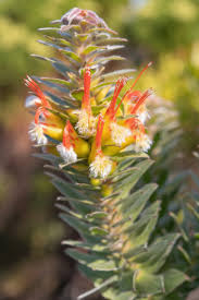 Image result for Lessertia pauciflora