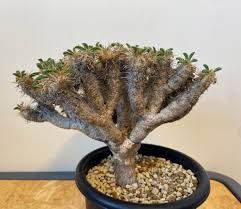 Image result for Monadenium pseudoracemosum