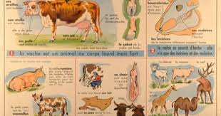 Tableau N 30 La Vache J Anscombe Maison Des Instituteurs Saint Germain En Laye Annees 1950 Carte Scolaire Impri Ecole D Autrefois Ecole Vintage Animaux