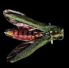 Viburnum flowers attract many butterflies, and the fruit clusters are popular with birds and other most viburnums are dense shrubs forming a mass of green foliage, but some varieties grow as loose. Emerald Ash Borer Agrilus Planipennis Wisconsin