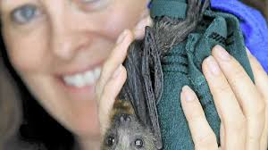 Bat lovers show anger over issuing of shooting permits