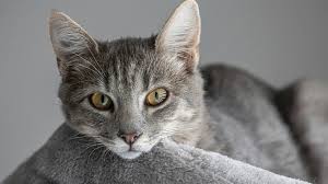 ‪Feline Communication: Understanding the Secret Language of Cats‬‏