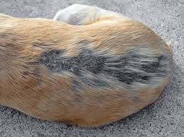 5 reasons why it happens and what to do. Hair Loss Severe Hair Loss Bald Spots Signs Of Serious Health Issues