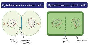 Cytokinesis Definition And Process In Animal And Plant Cells Plant Cell Plant And Animal Cells Eukaryotic Cell