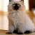 Short Hair British Cat