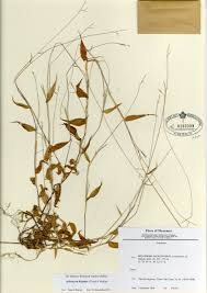 Image result for Arthraxon hispidus