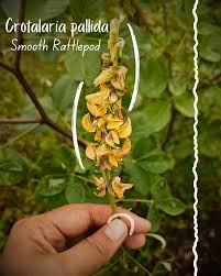 Image result for Crotalaria pallida