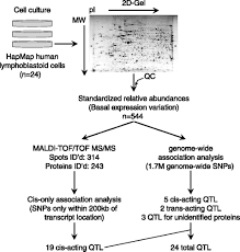 Students will separate a mixture of proteins from skeletal muscle using sds polyacrylamide gel electrophoresis (page). Identification Of Quantitative Trait Loci Underlying Proteome Variation In Human Lymphoblastoid Cells Molecular Cellular Proteomics