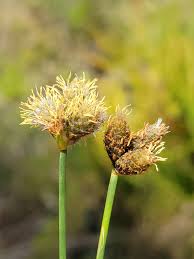 Image result for Fuirena pubescens