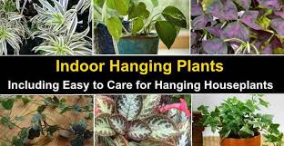 Just give cacti a bright, sunny spot wondering how much to water cacti? Indoor Hanging Plants Easy To Care For Hanging Houseplants