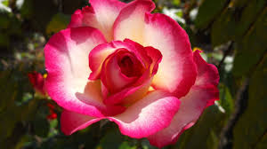 Download flower hd images and wallpapers with names. Beautiful Flowers Hd Slideshow Of Pretty Spring And Summer Flower Pictures Wall Photos Youtube
