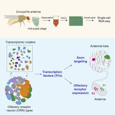 We did not find results for: Single Cell Transcriptomes Reveal Diverse Regulatory Strategies For Olfactory Receptor Expression And Axon Targeting Sciencedirect