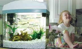 Best Pet Fish For Kids Pet Fish Kids Aquarium Kids Fishing