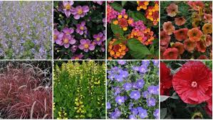 The place has good harmony & they keep it nice n clean. 2013 Top Annual And Perennial Plants
