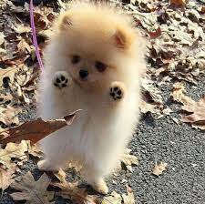 Ils sont vraiment différents et apportent un vrai plus en proposant des articles au style raffiné et vraiment bien confectionnés. Mini Chien Chien Miniature Boo Cute Baby Dogs Cute Baby Animals Cute Animals