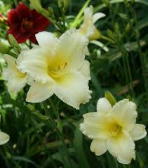 Build your own bouquet or we can build it for you! Miss Amelia Oakes Daylilies
