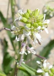 Image result for Congolanthus