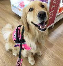 We Did It My First Vlog Was Filmed Tonight It S Practically Been Over A Year Since I F Golden Retriever Service Dog Service Dogs Gear Service Dog Patches