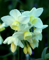 Narcissus Silver Chimes Later Flowering Silver Chimes Is An Age Old Favorite Dating Back To 1914 This Sweetly Fragrant Bulb Flowers Narcissus Narcissus Plant