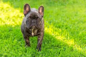 French bulldog breed comes in different coat color variations. Brindle French Bulldog Guide 5 Must Read Facts All Things Dogs All Things Dogs