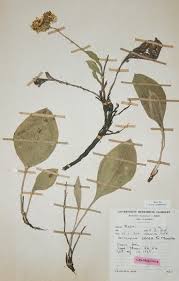 Image result for Helichrysum mechowianum