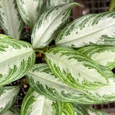 Maybe you would like to learn more about one of these? Aglaonema Houseplants City Floral Garden Center Denver Colorado
