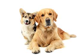 Are golden retrievers good family pets? Your Ultimate Guide To The Corgi Golden Retriever Mix Dog K9 Web
