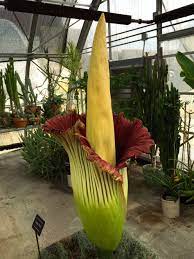 Rare Corpse Flower Is Blooming Now At Virginia Tech Corpse Flower Bloom Corpse Flower Bloom