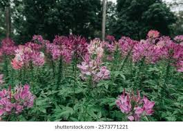 Image result for Cleome houtteana