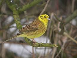 Birds Of North Alabama Alabama Week For The Animals Inspiration State Birds Bird Species Great Backyard Bird Count